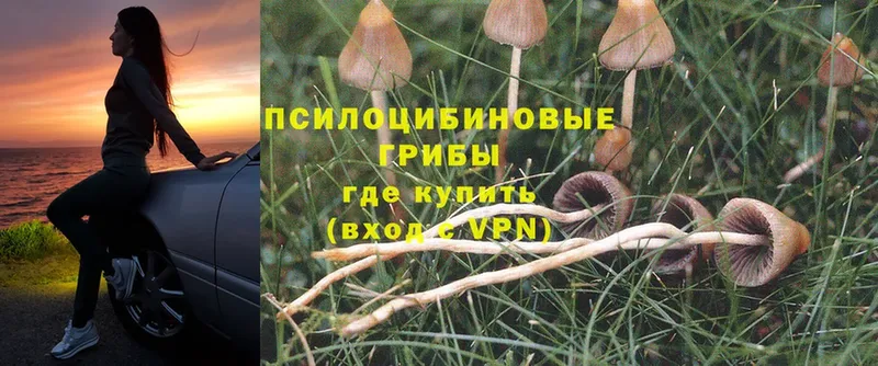 Галлюциногенные грибы MAGIC MUSHROOMS  Губкин 